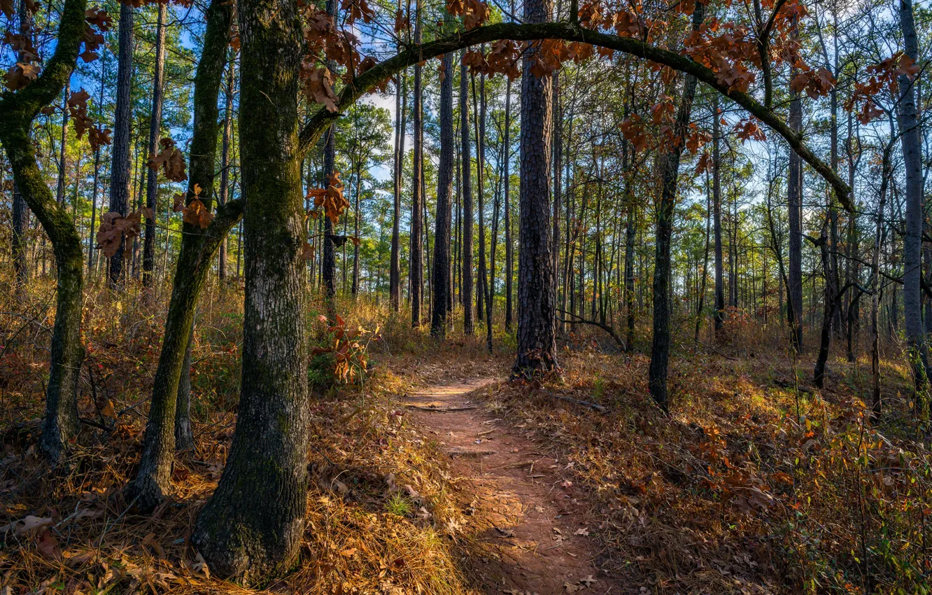 Фото обои осень, лес, листья, деревья, ветки, ствол, тропинка