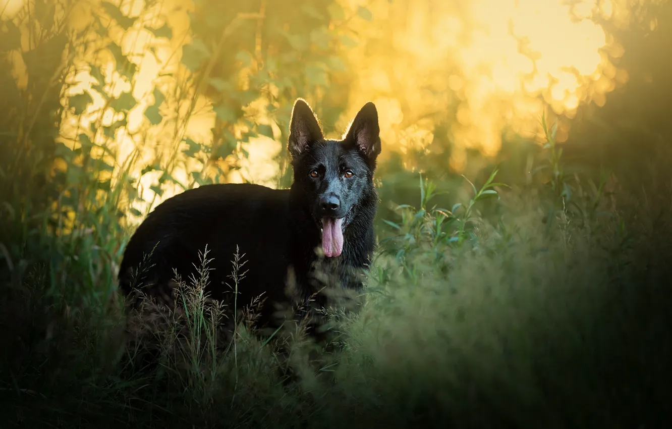 Фото обои трава, собака, Немецкая овчарка