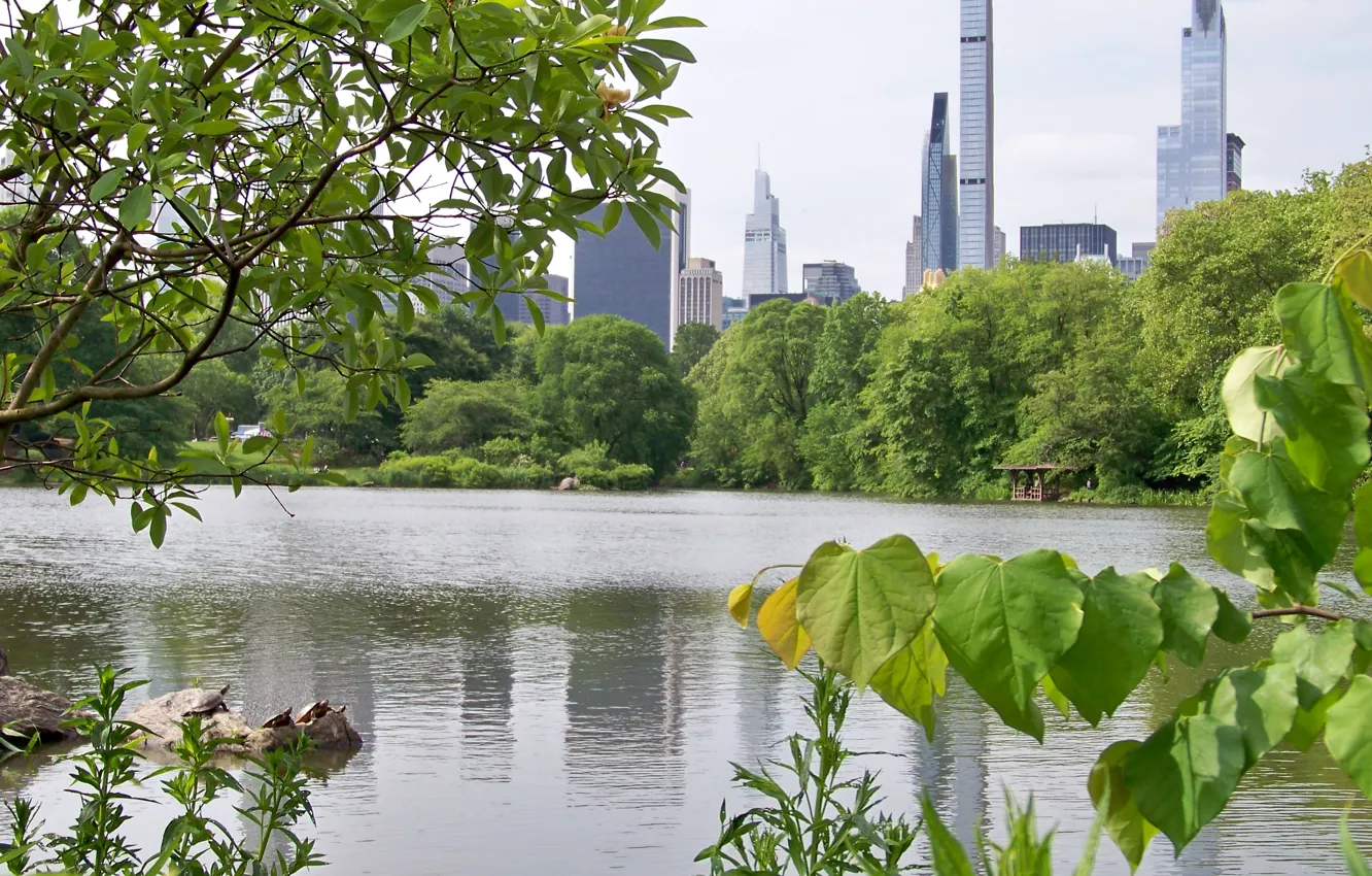 Фото обои central park, turtle, Central park, Turtle, new york city • NEW YORK • New - …