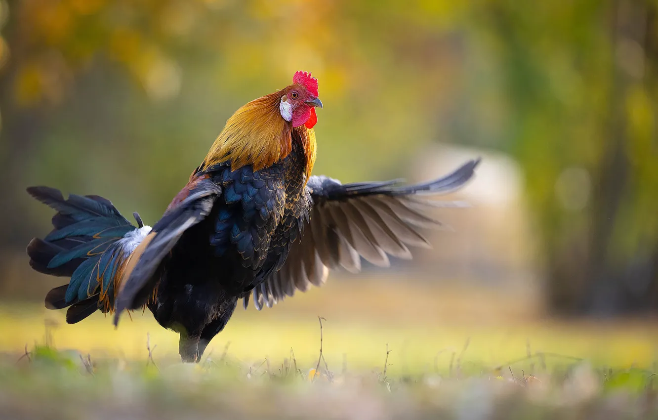 Фото обои свет, поза, фон, птица, поляна, крылья, боке, петух