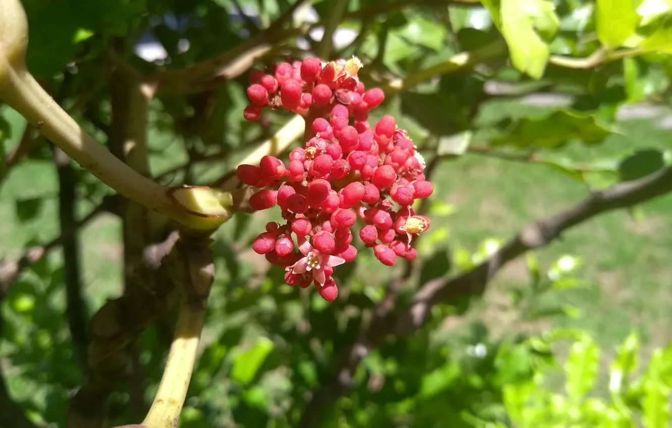 Фото обои flower, pink, leaves, fruit, garden, plant, red flower