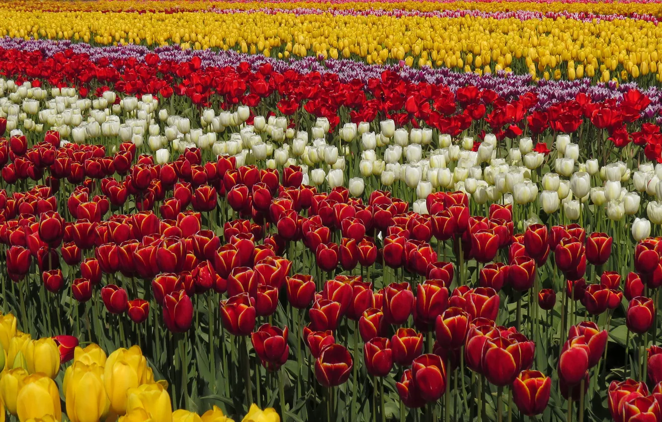 Фото обои поле, красота, весна, тюльпаны