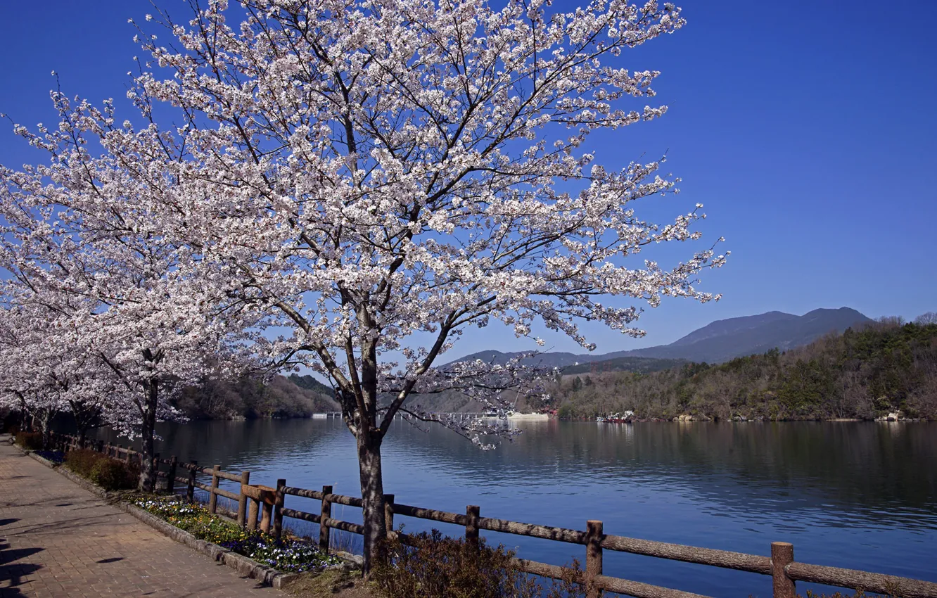 Фото обои река, весна, Япония, сакура