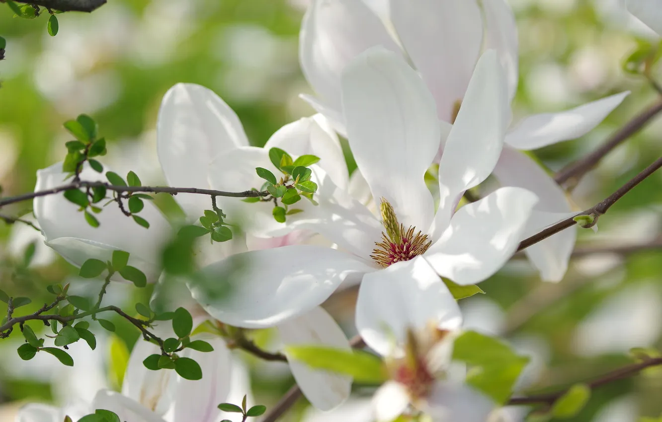 Фото обои белый, цветок, цветы, дерево, весна, магнолия