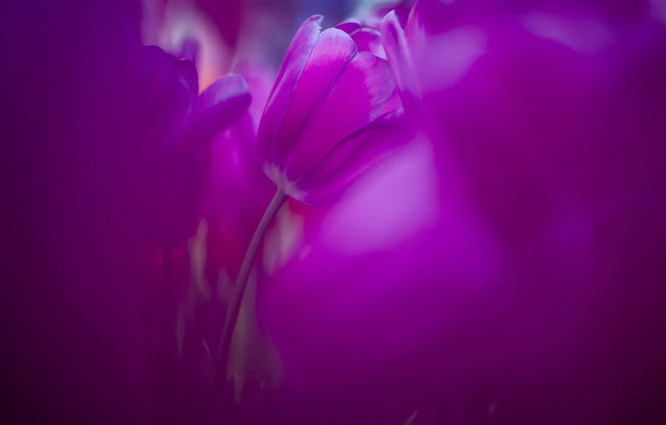 Фото обои макро, цветы, природа, весна, тюльпаны