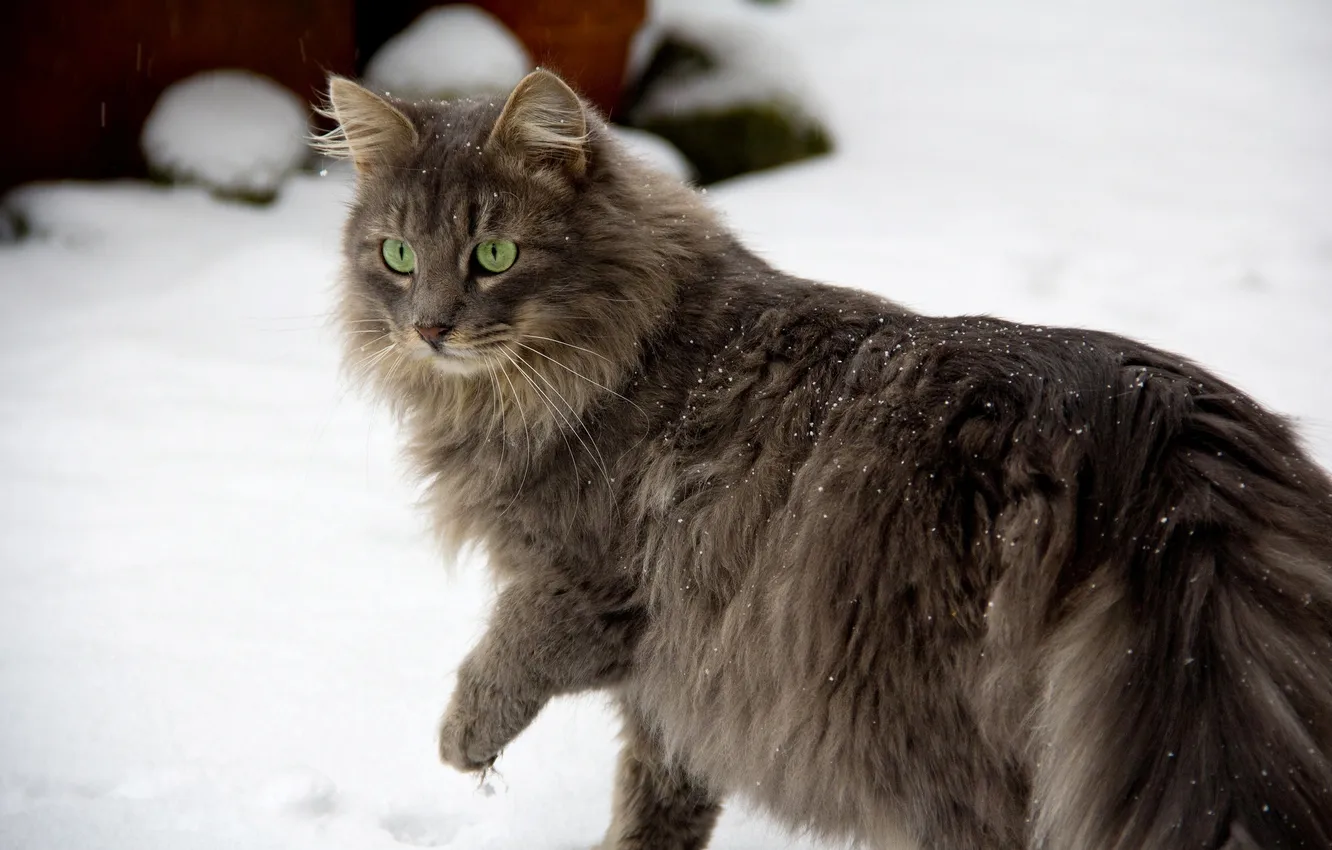 Фото обои зима, кошка, глаза, кот, взгляд, снег, лапы, шерсть