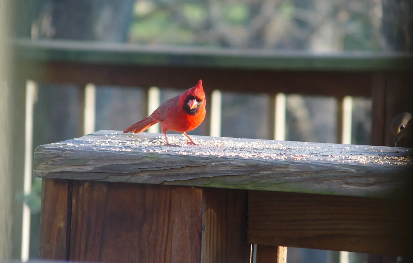 Фото обои bird, spring, Cardinal