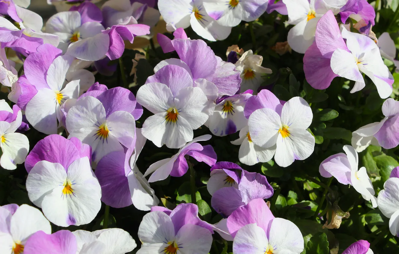 Фото обои flower, spring, pansies