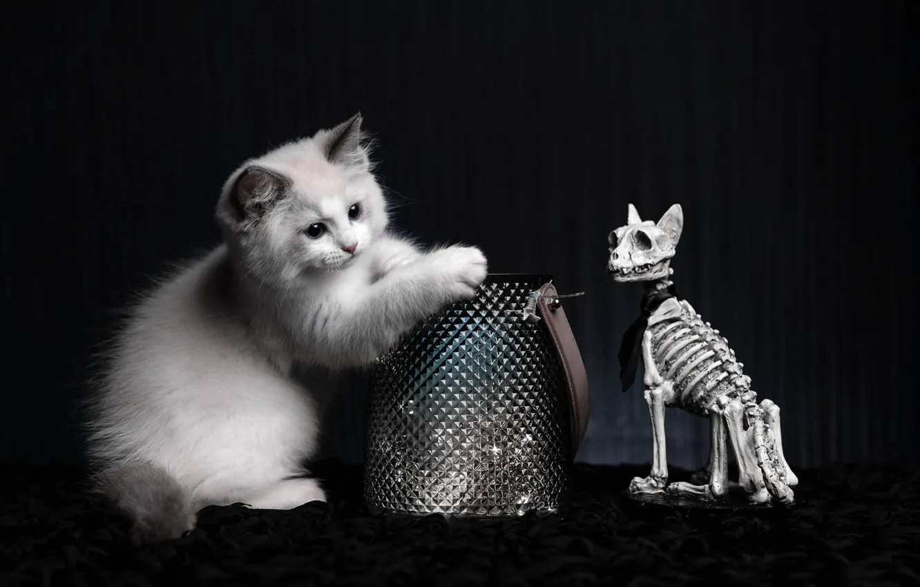 Фото обои кошка, белый, взгляд, поза, котенок, коробка, скелет, сумка