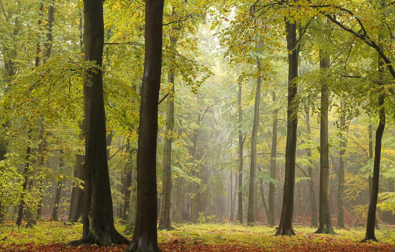 Фото обои осень, лес, деревья, фото, стволы