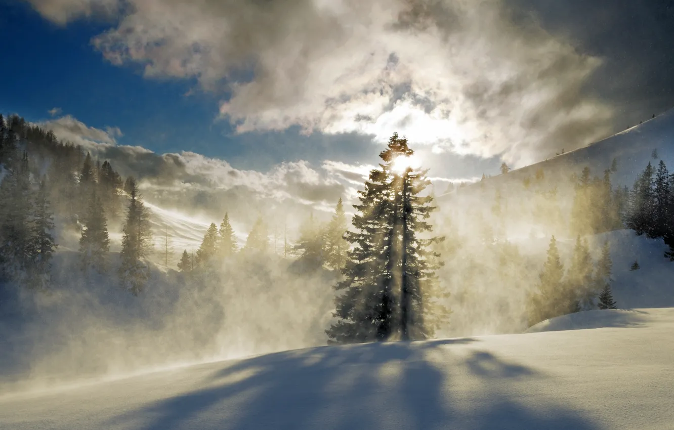 Фото обои зима, лес, солнце, снег, горы, туман, ёлки