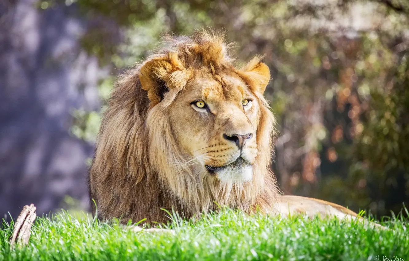 Фото обои морда, отдых, хищник, лев, грива