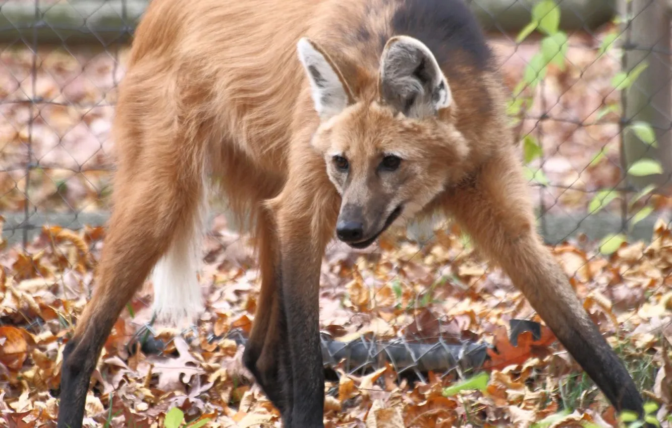 Фото обои fox, animal, maned wolf