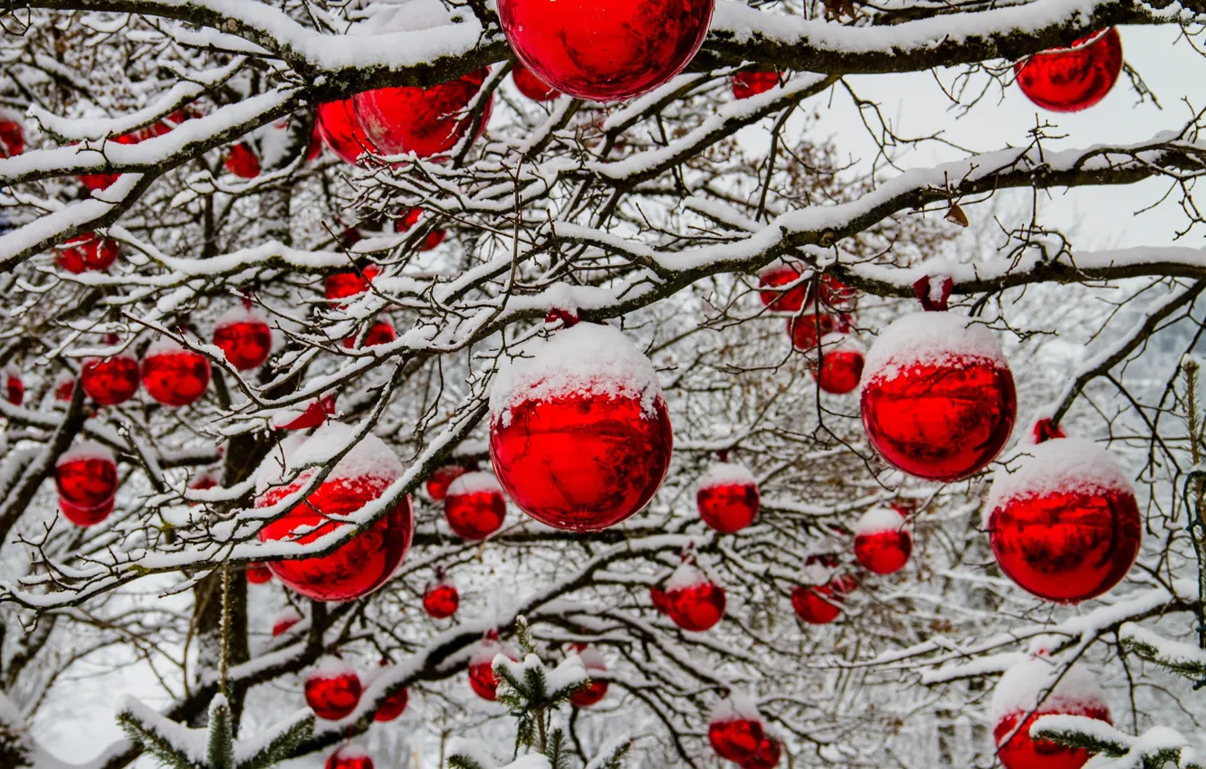 Фото обои снег, ветки, новый год, рождество, красные шарики