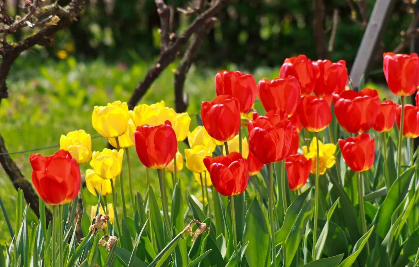 Фото обои Весна, Spring, Red tulips, Красные тюльпаны, Yellow tulips, Жёлтые тюльпаны