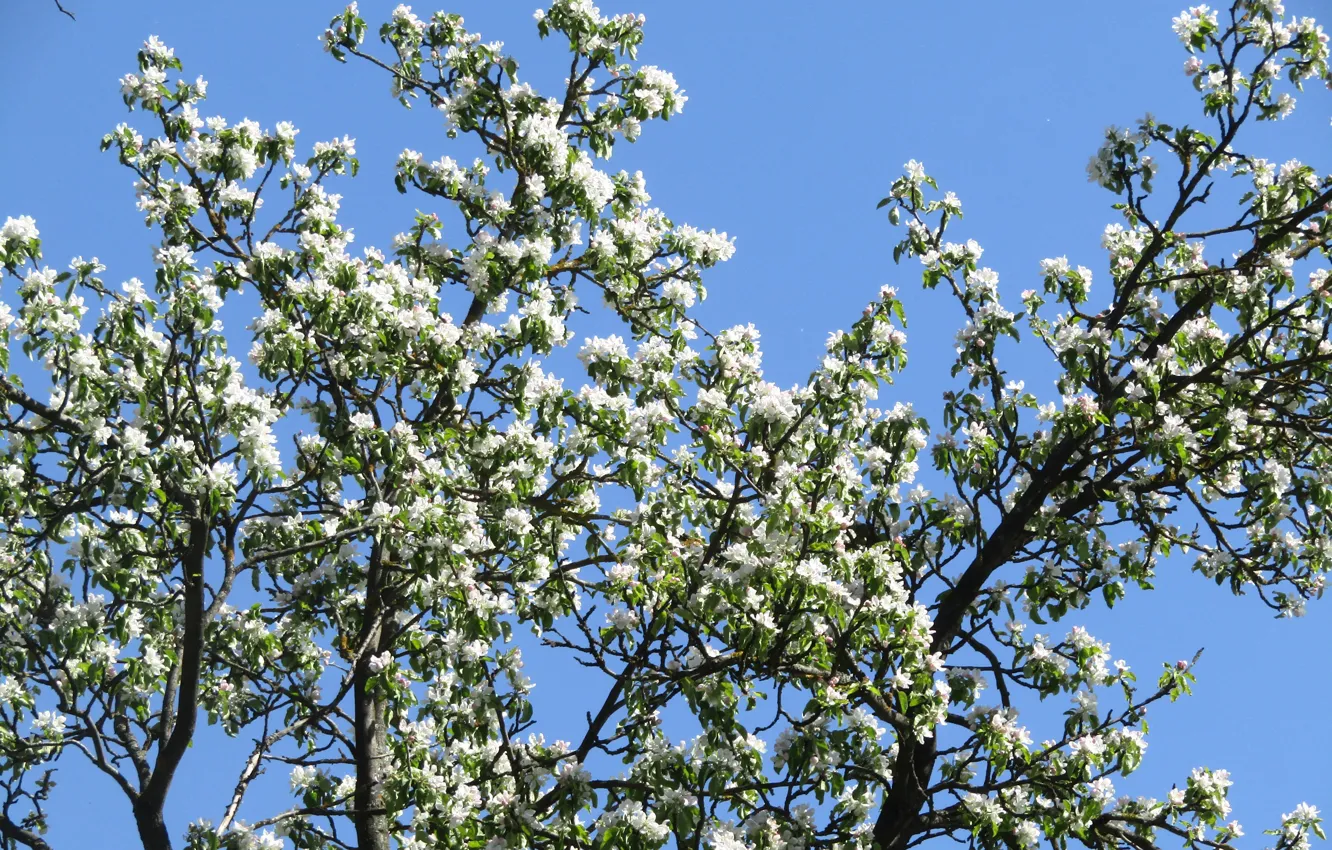 Фото обои весна, яблоня, цветение, spring, bloom, apple tree