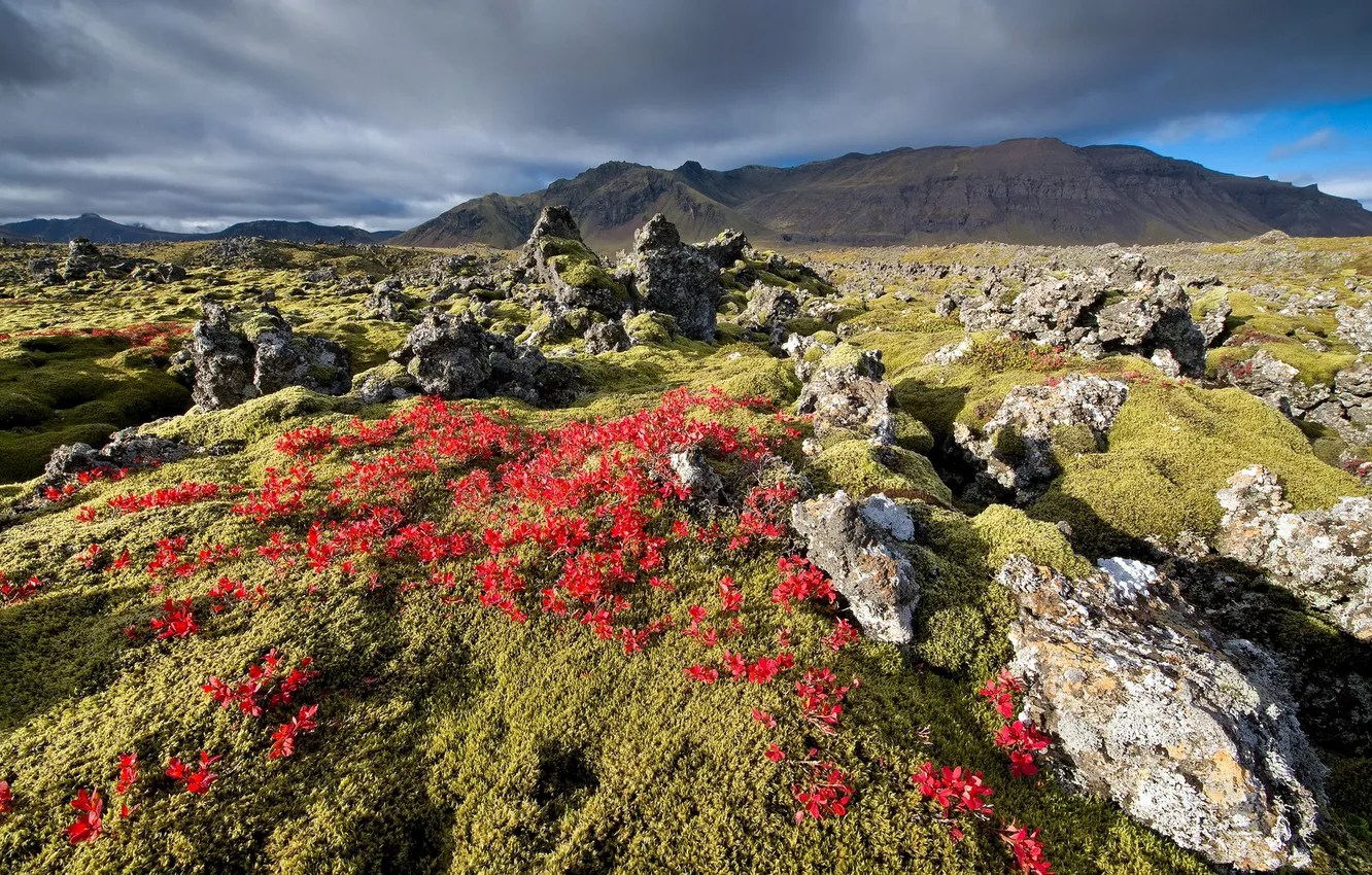 Фото обои rock, field, iceland, basalt