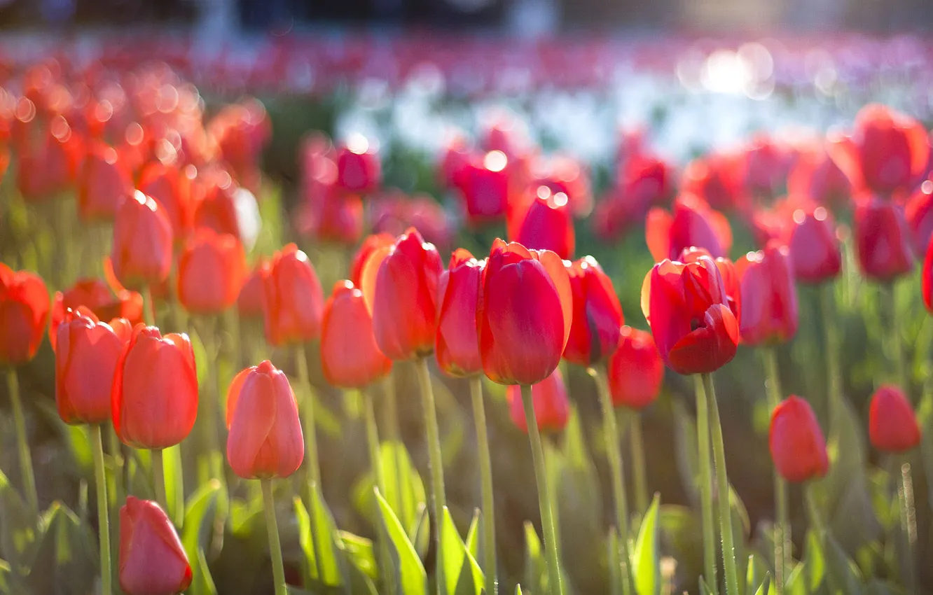 Фото обои солнце, весна, тюльпаны, красные, клумба
