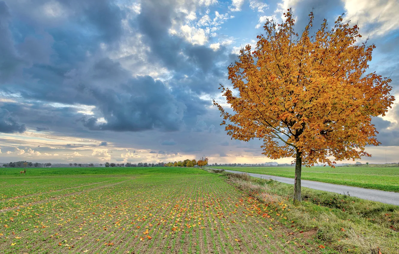 Фото обои дорога, поле, осень, небо, трава, листья, облака, путь