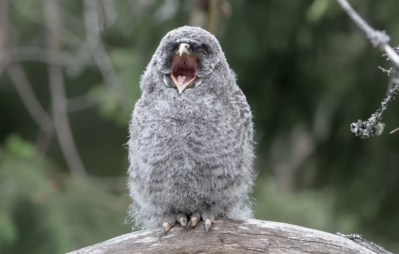 Фото обои природа, фон, птица, Great Grey Owl kid