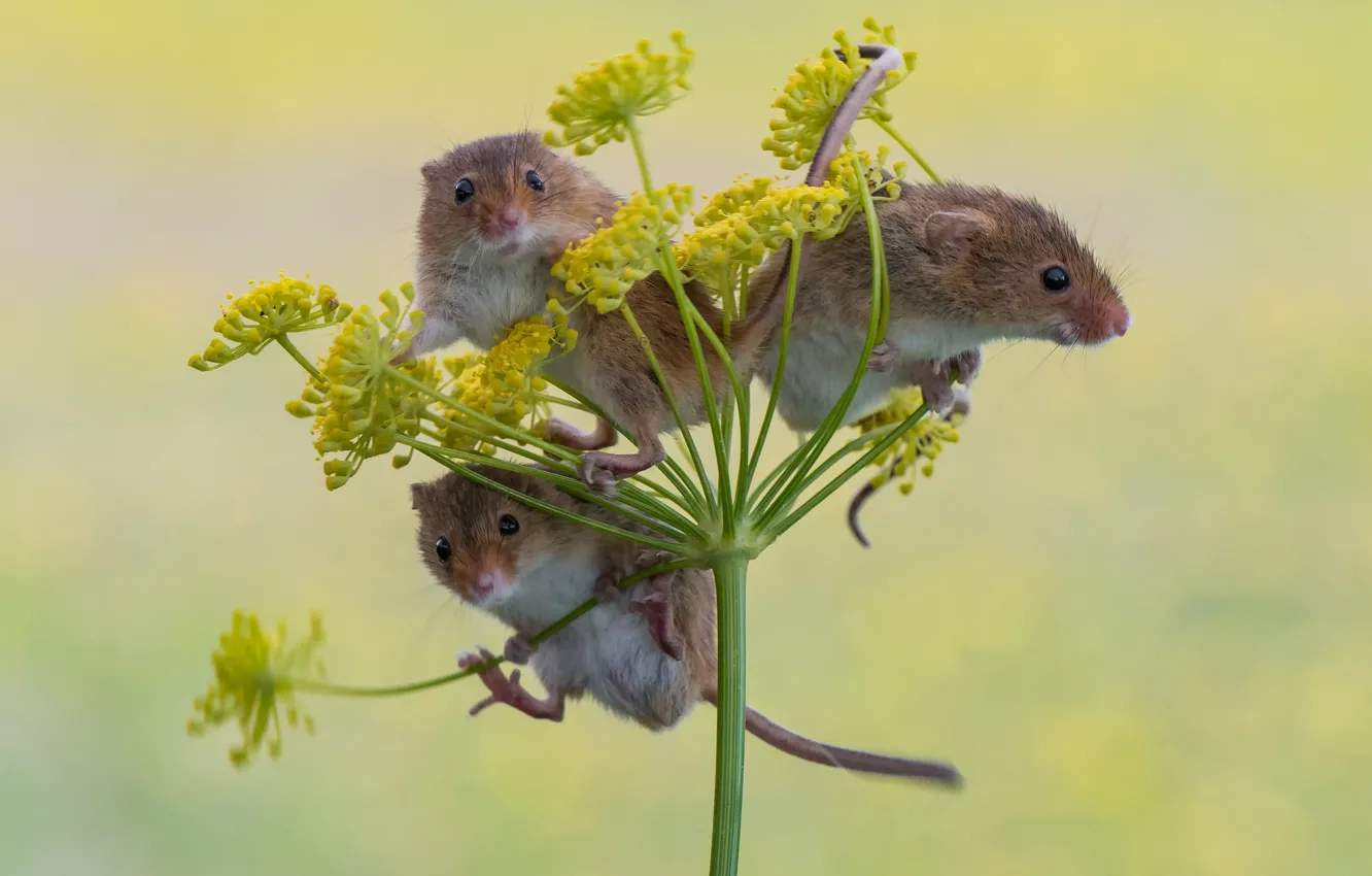 Фото обои фон, трио, мышки, троица, Harvest Mouse, Мышь-малютка