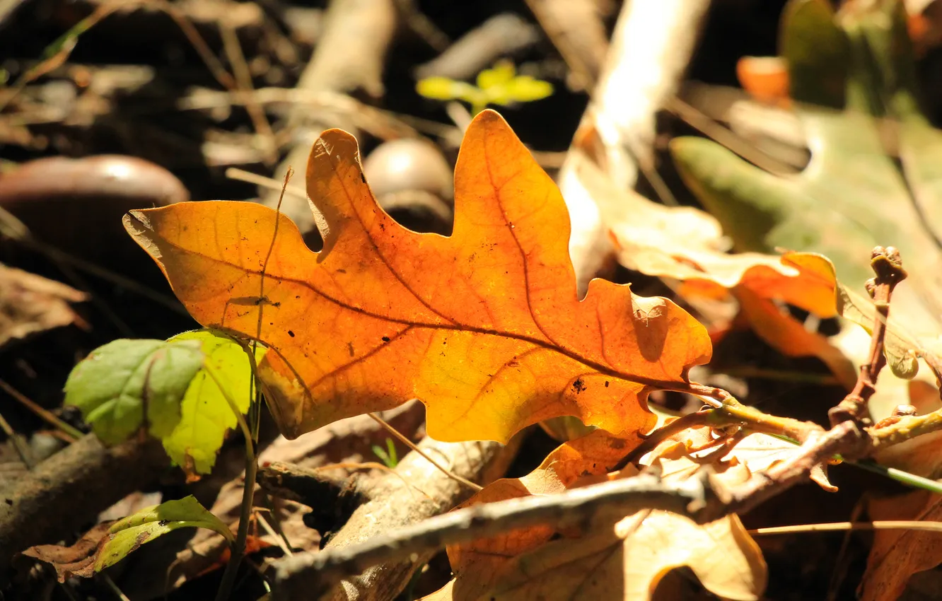 Фото обои autumn, leaf, fall
