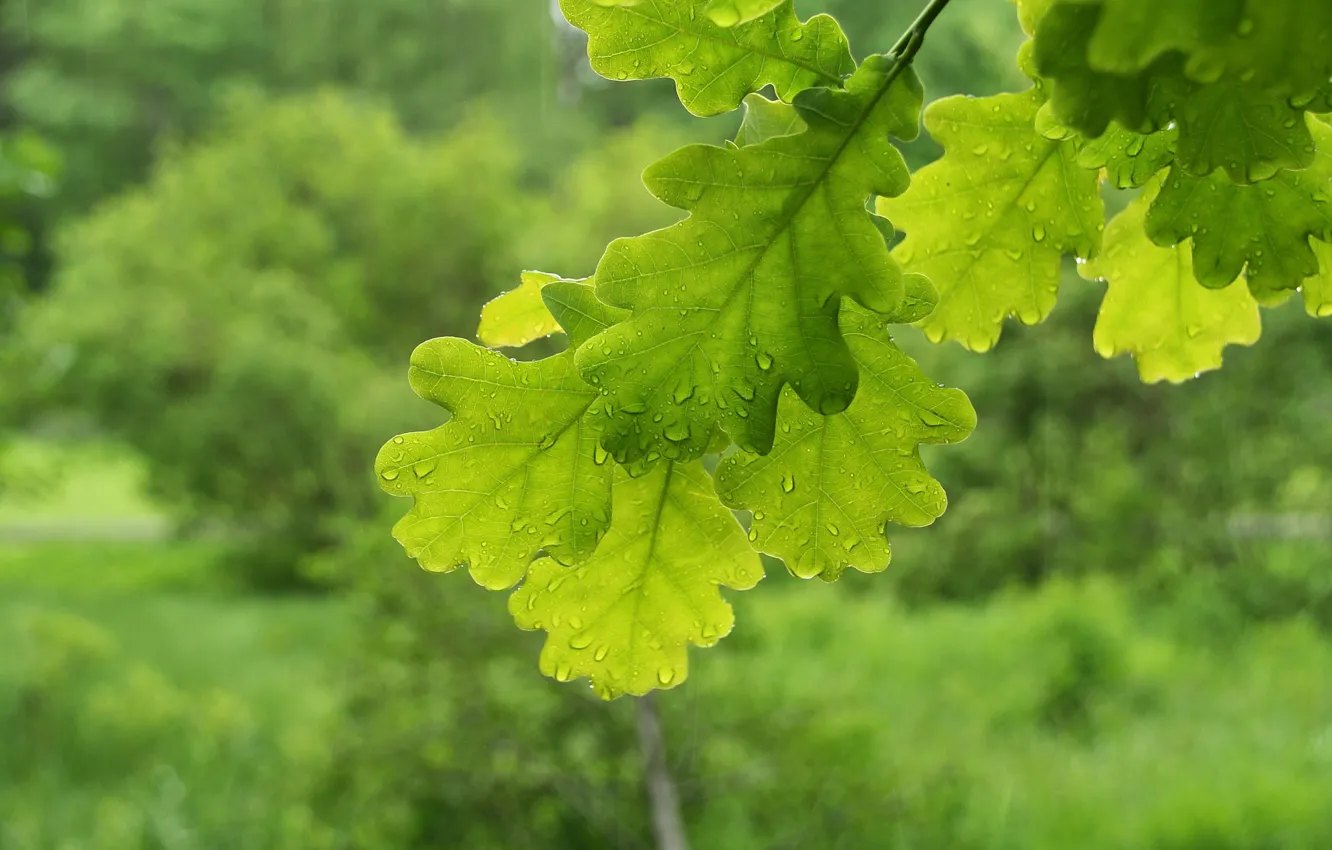 Фото обои макро, ветки, листва, зеленые, дуб