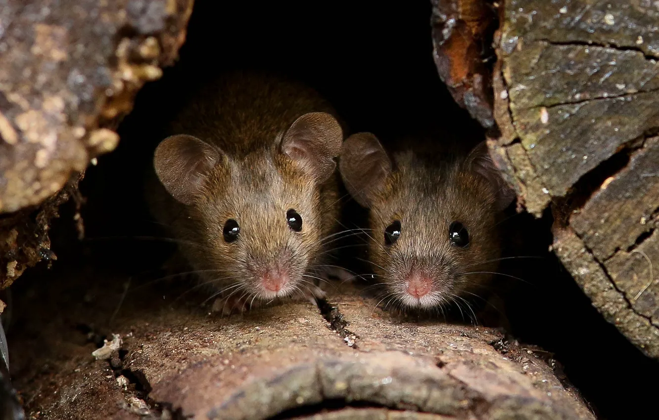 Фото обои глаза, мышка, кроха