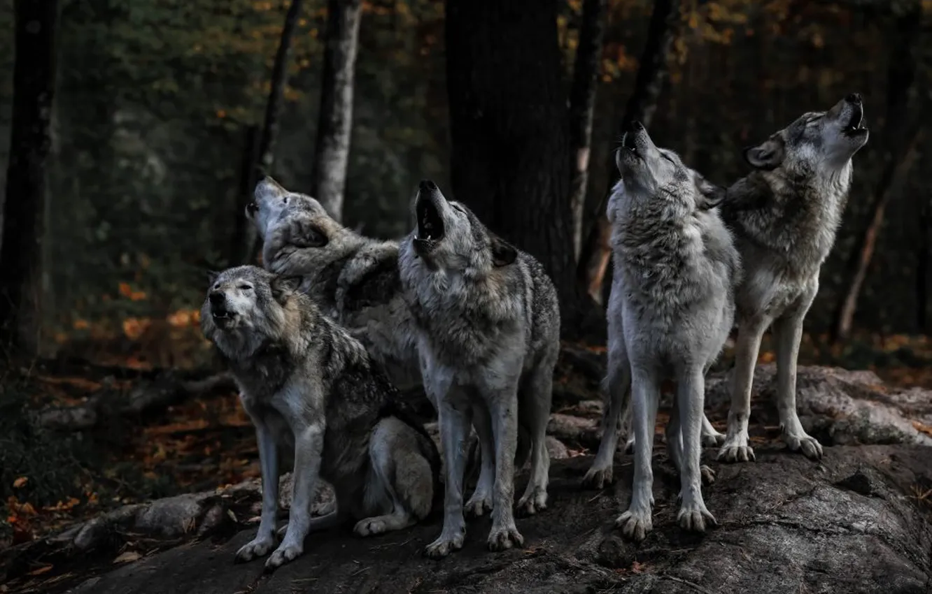 Фото обои nature, face, animal, wolf, wildlife, head, fur, mammal