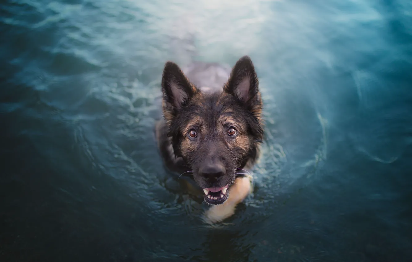 Фото обои взгляд, морда, вода, заплыв, собака, Немецкая овчарка