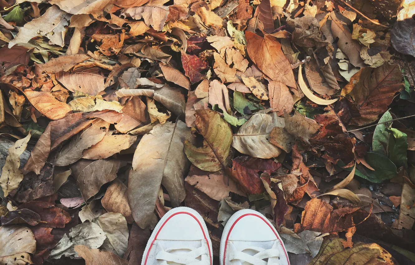 Фото обои осень, листья, фон, кеды, colorful, wood, background, autumn