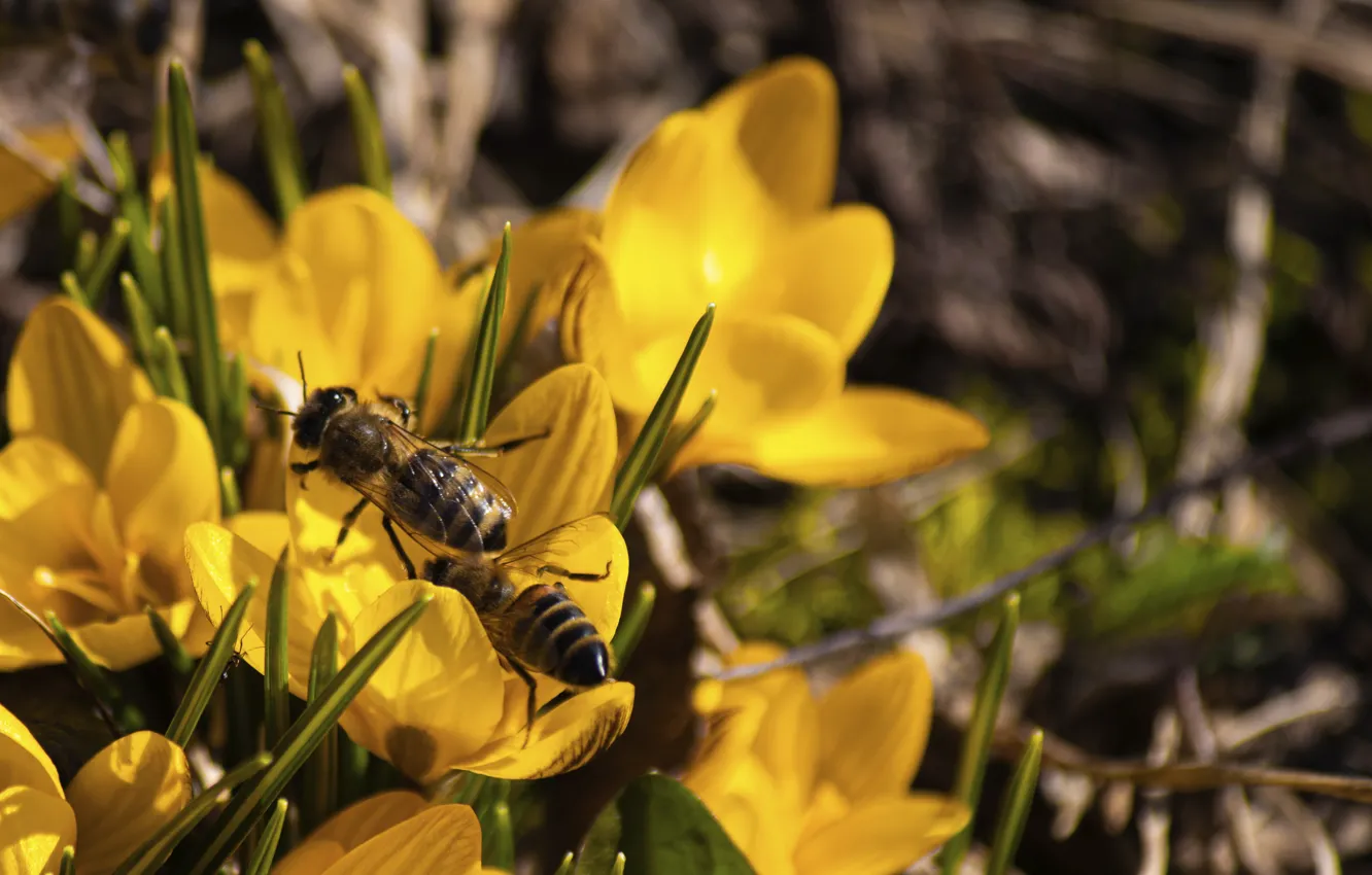 Фото обои цветы, весна, пчёлы, макро животный мир
