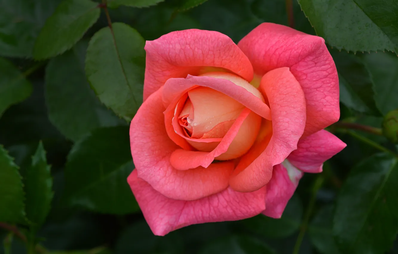 Фото обои листья, розовая, роза, лепестки, бутон