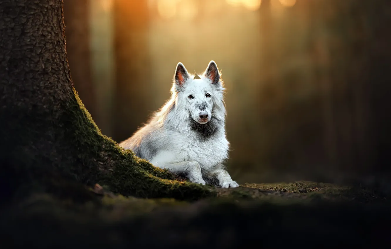 Фото обои природа, друг, собака
