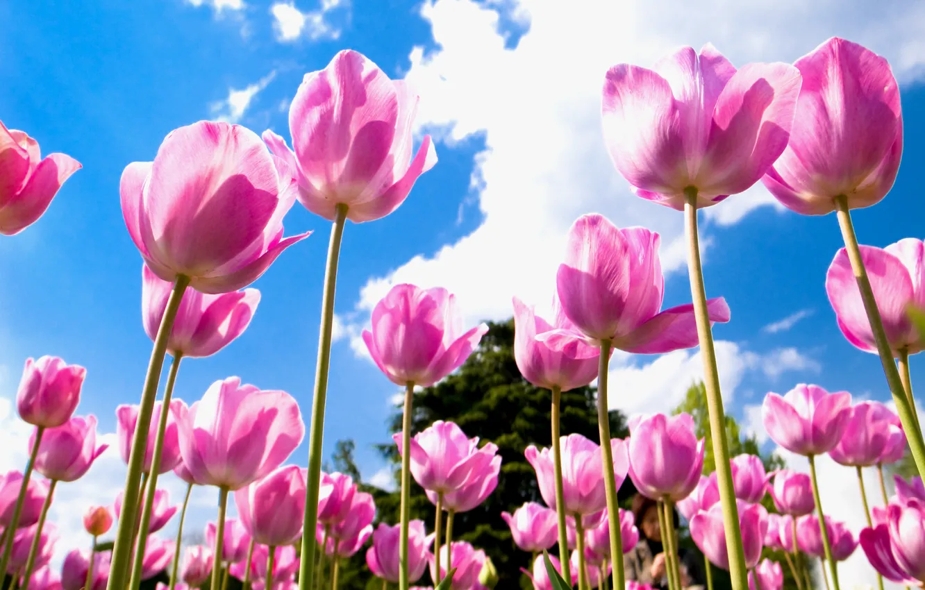 Фото обои поле, небо, облака, голубое, лепестки, Тюльпаны, розовые
