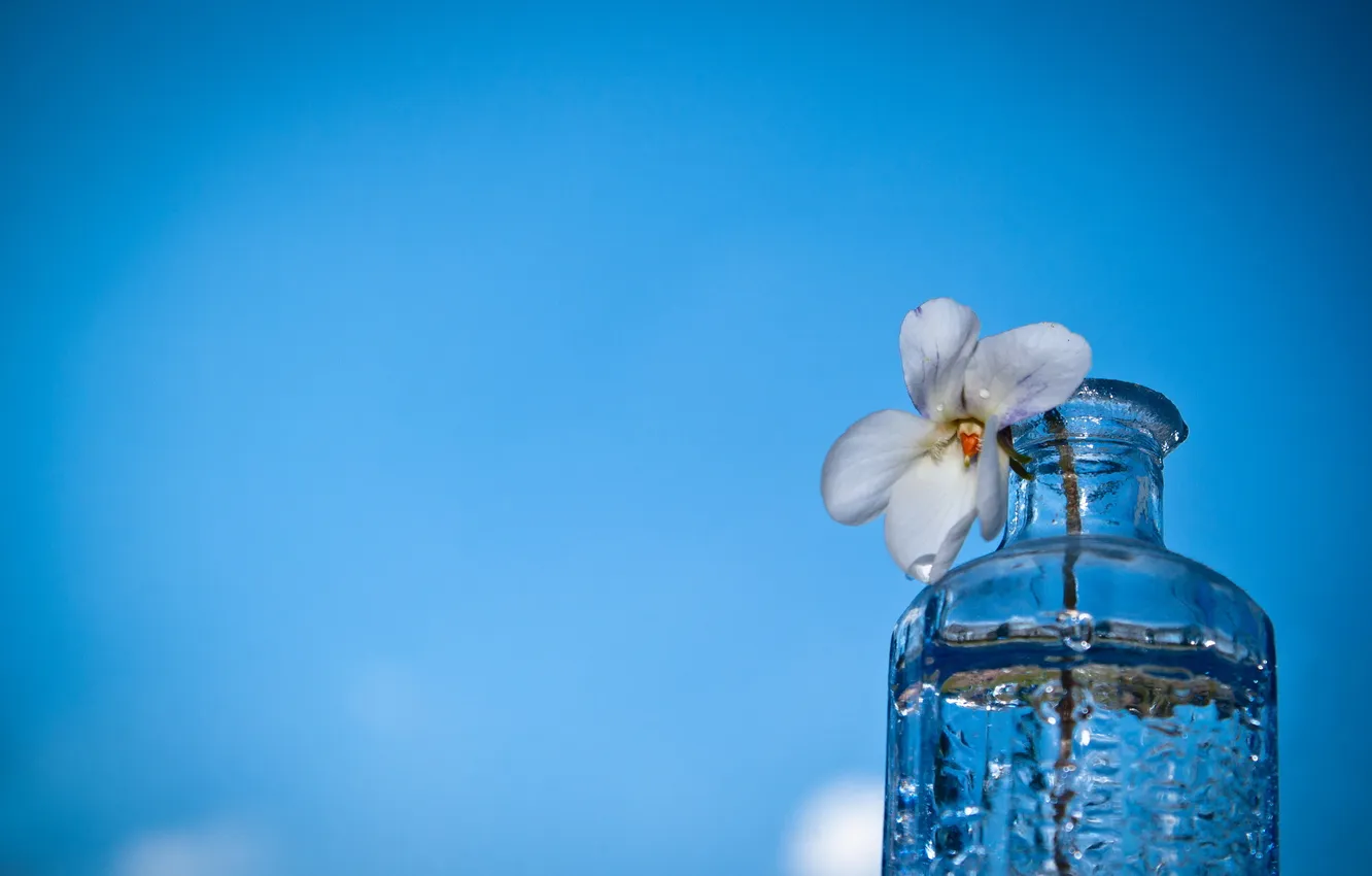 Фото обои цветок, макро, фон, бутылка