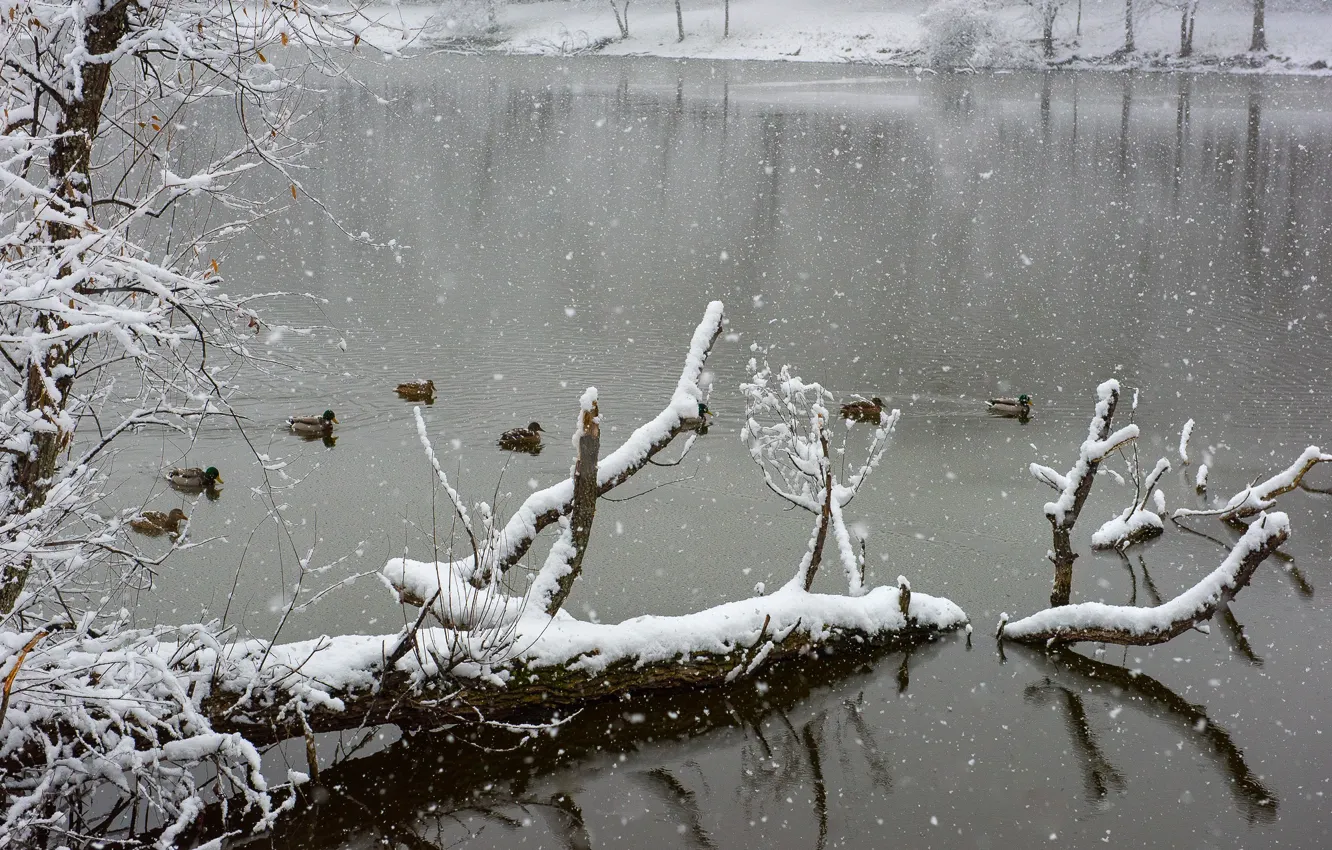 Фото обои winter, lake, snow, freeze, ducks, frost, snowing