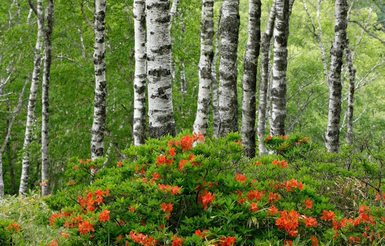Фото обои лес, лето, деревья, берёзы, цветение, кусты, азалия