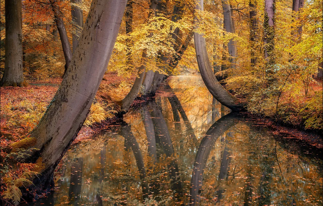 Фото обои осень, вода, деревья, пейзаж, природа, парк, отражение, канал