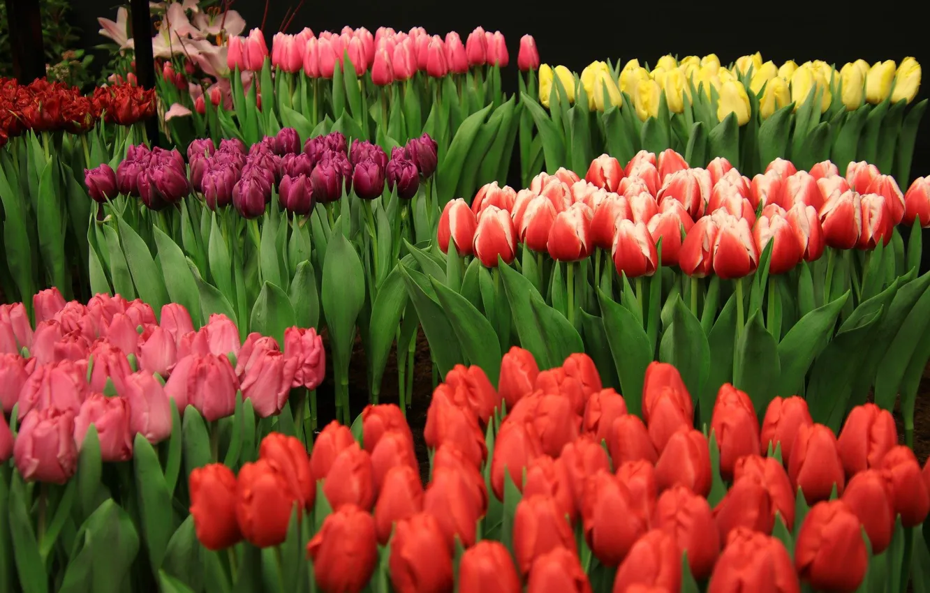 Фото обои тюльпаны, разноцветные, цветение