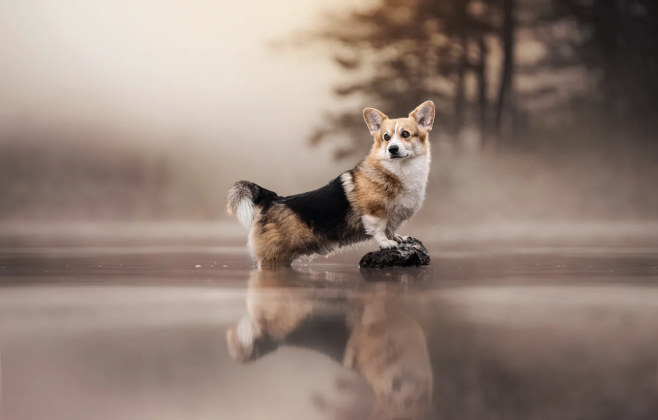 Фото обои вода, туман, озеро, отражение, камень, собака, Вельш-корги