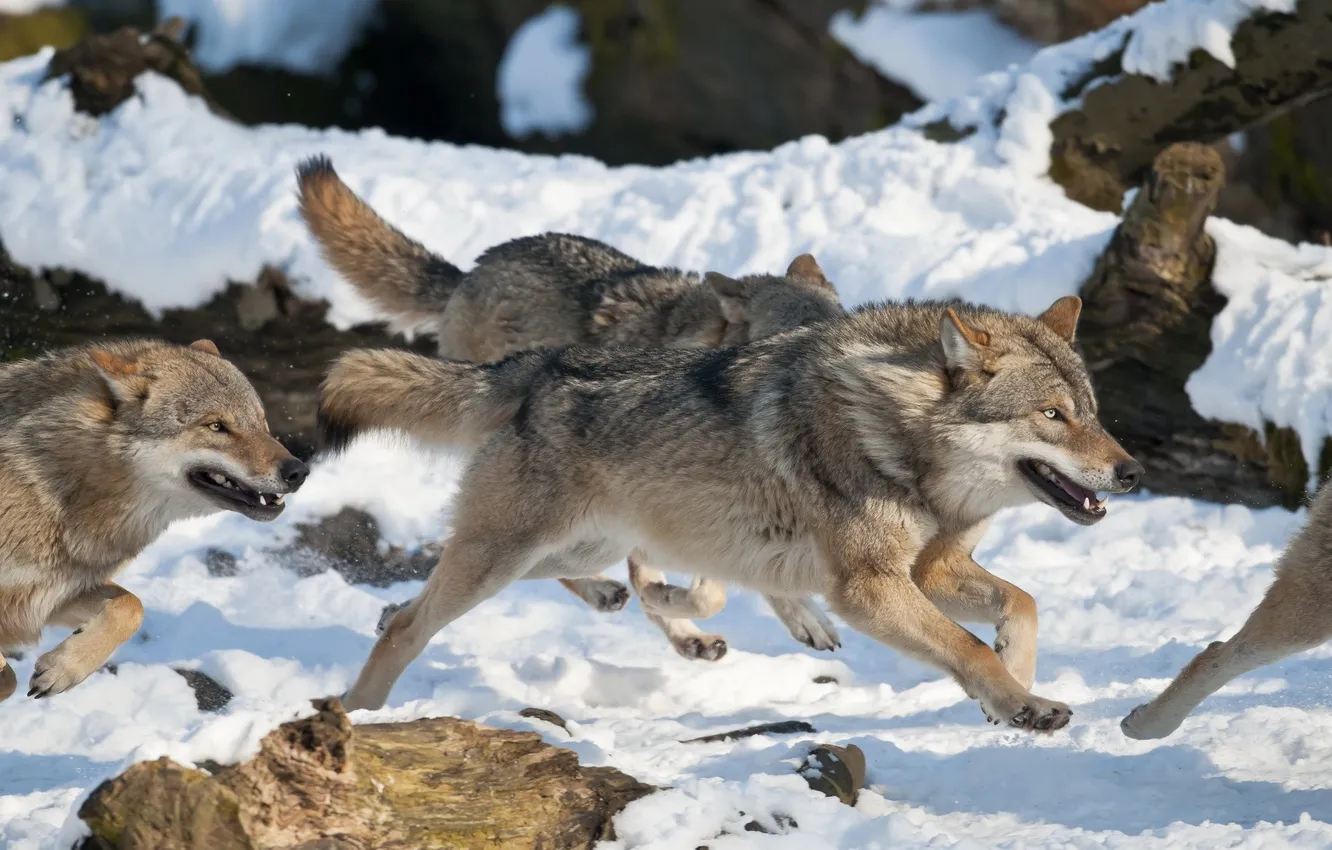 Фото обои nature, face, animal, wolf, wildlife, head, fur, mammal