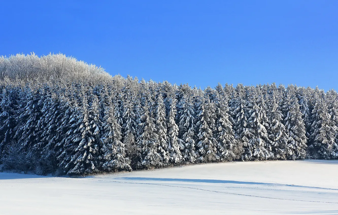 Фото обои зима, поле, снег, ели