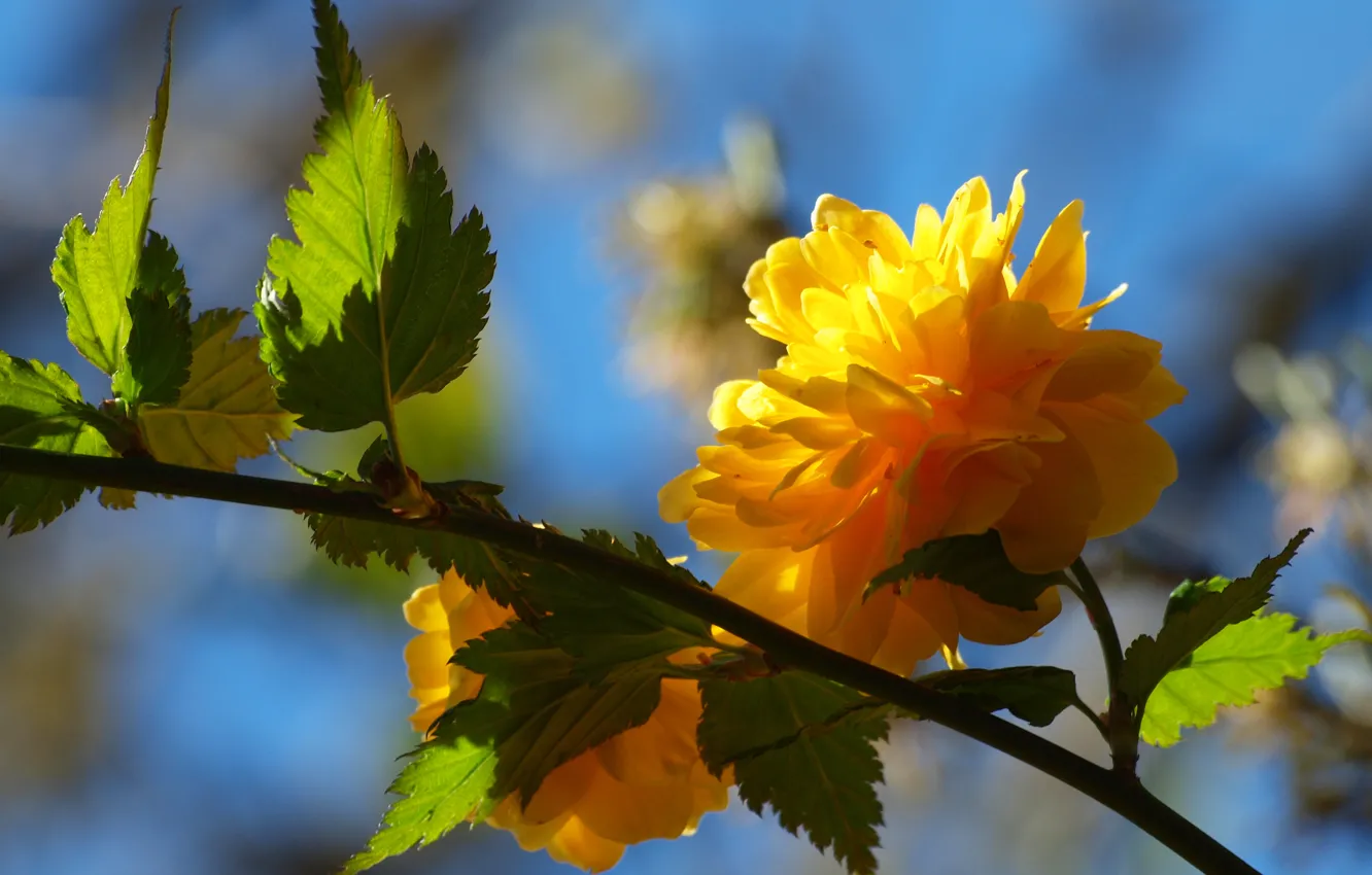 Фото обои цветок, листья, желтый, дерево, ветка, весна, лепестки