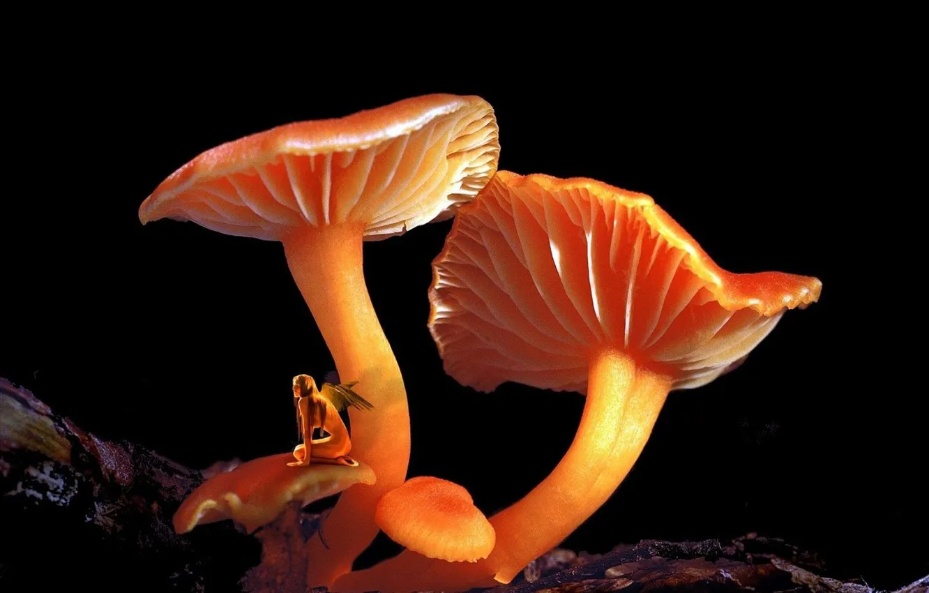 Фото обои fantasy, fairy, art, color, mushroom, fairy tale