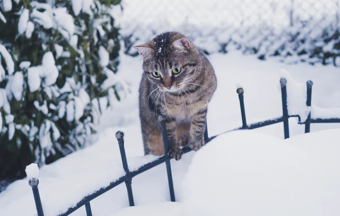 Фото обои зима, кошка, кот, взгляд, листья, снег, природа, интерес
