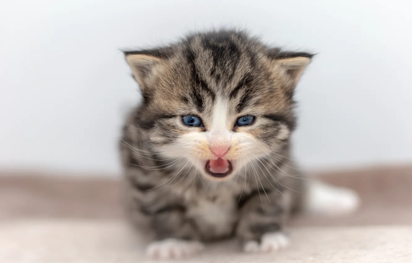 Фото обои язык, кошка, серый, фон, малыш, котёнок, полосатый, британский