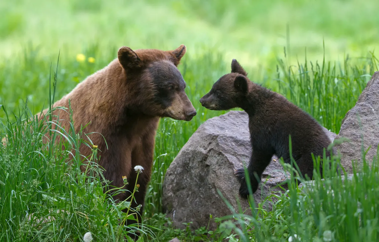 Фото обои малыш, медведь, мама