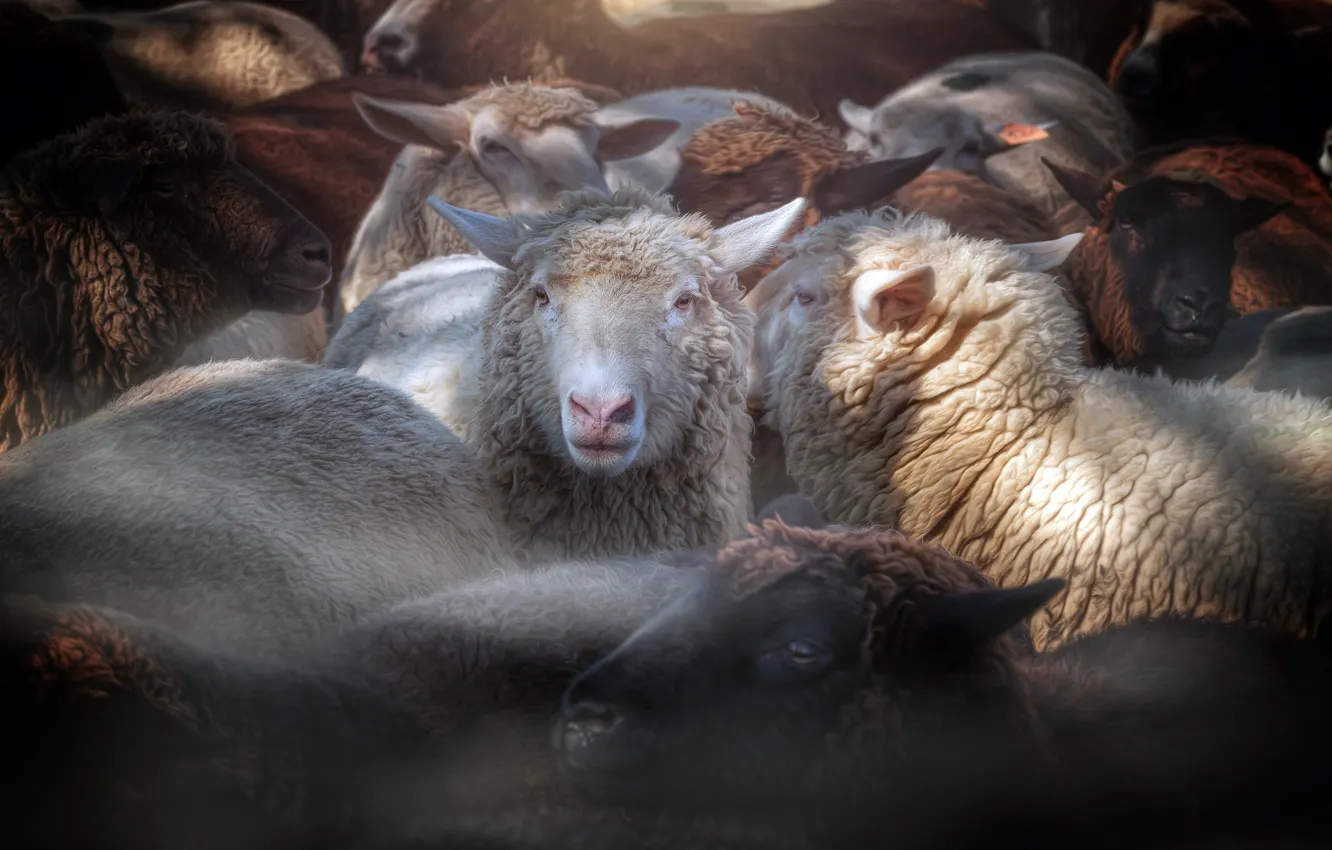 Фото обои овцы, народ, стадо