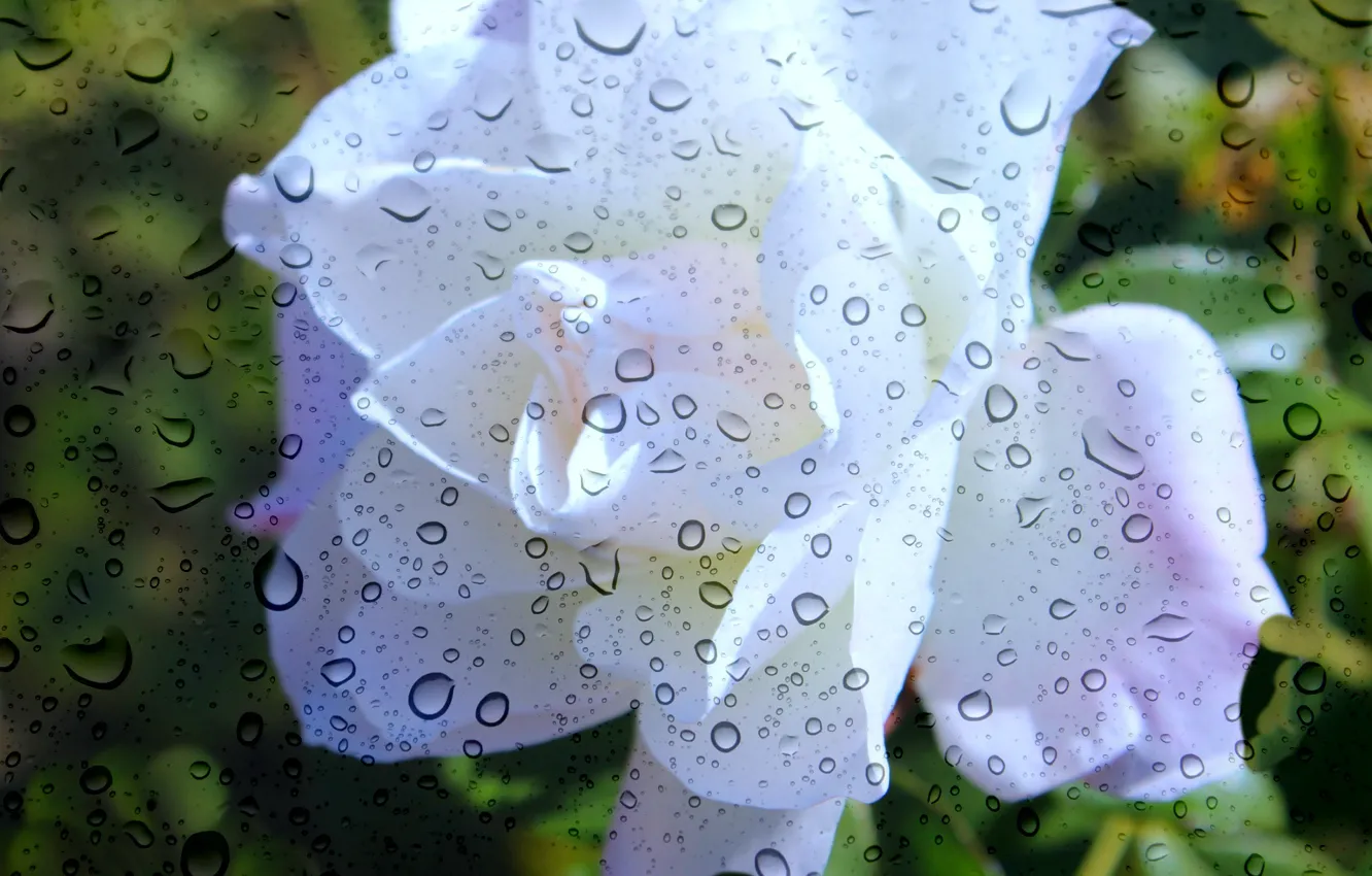 Фото обои лето, стекло, дождь, роза